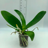 Приклад підлітка орхідеї Європейського виробництва