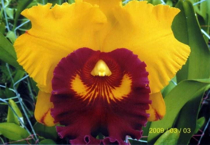 Blc. Liu's Joyance 'Panther' (Орхідея, Каттлея) купити в Києві та ...