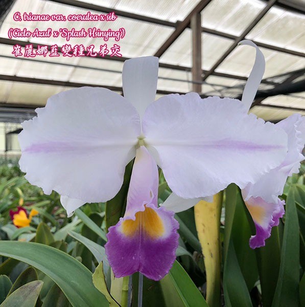 C. trianae x sib (semialba ´Isla del Sol´ x coerulea pincelada