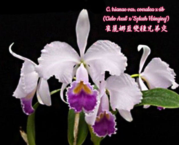 C. trianae var. coerulea x sib ('Cielo Azul' x 'Splash Hsinying