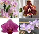 Набір 4 шт підлітків уцінки орхідей в торфстаканах 1.7 (мех пошкодження листя або небагато коріння): воск арома замбія, cocodoro, crazy, sakura
