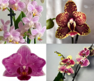 Набір 4 шт підлітків уцінки орхідей в торфстаканах 1.7 (мех пошкодження листя або небагато коріння): воск арома замбія, cocodoro, crazy, exotic punch