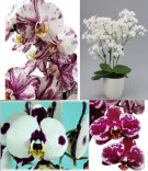 Набір 4 шт підлітків уцінки орхідей в торфстаканах 1.7 (мех пошкодження листя або небагато коріння): Qwirkle, Popcorn, Panda, Charleston
