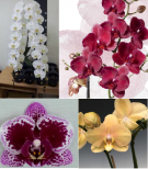 Набір 4 шт підлітків уцінки орхідей в торфстаканах 1.7 (мех пошкодження листя або небагато коріння): Юкідан, Burgundy red, Сhocol crunch, Каріна