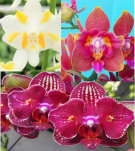 Набір 3 шт підлітків уцінки орхідей з Азії в мху 1.7 (мех пошкодження листя або небагато коріння або маленька рослина): Cherry bomb, Coral Reef, Pulcherrima 0916
