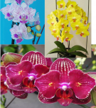 Набір 3 шт підлітків уцінки орхідей з Азії в мху 1.7 (мех пошкодження листя або небагато коріння або маленька рослина): Cherry bomb, Taida Vivien Stripes, Fullers Sunset