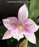 Каттлея компактна, що легко квітне без періодів просушки CF562 Caulocattleya Chantilly Lace 'Twinkle' 2,5 ароматні квіти 5 cm уцінка