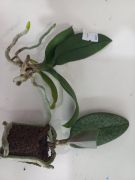Реанімашки орхідей 1 шт 135 грн, сорти можна обрати на сайті topdreams.com.ua