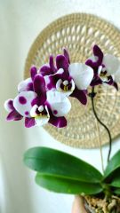 Phal 80448 Yushan Little Ruby 1.7 (мох)