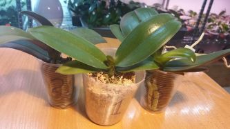 Адаптація та вирощування орхідей розміру 1,7