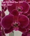 /img/katalog/4/64/1275.jpg